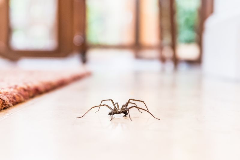 Huntsman Spider Extermination in Frisco, TX