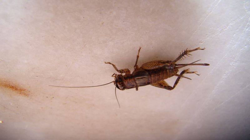 Seasonal Cricket Activity In Homes