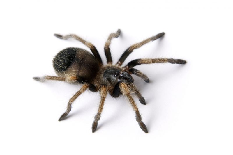 Trapdoor Spider Removal in Frisco, TX